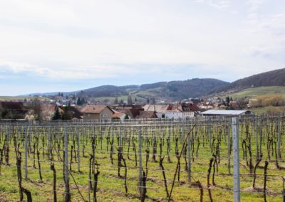 Weingut Pleisweiler Oberhofen